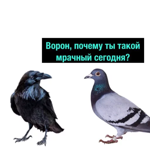 absolutely хуила выпендрёжная absolutely хуила выпендрёжная -