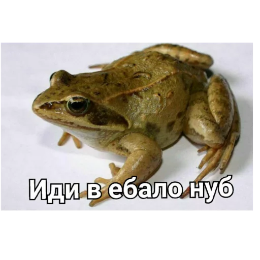 Жконг Жконг - cartoon
