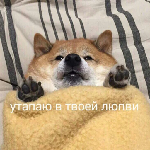 милые милости и депрессия by @hyikery милые милости и депрессия by @hyikery - животное