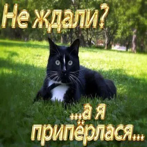 Создать стикеры|@EmojiRuBot Создать стикеры|@EmojiRuBot -