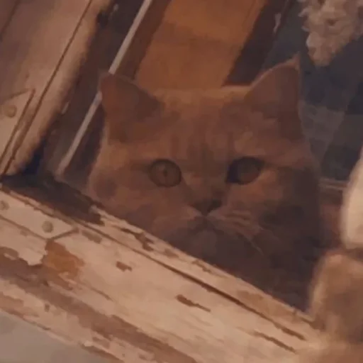 Meow Meow -