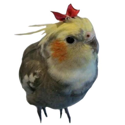 Бляцкие попуги Бляцкие попуги - bird