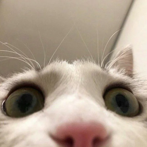 я котик ты котик @rjakasticks я котик ты котик @rjakasticks - кошка