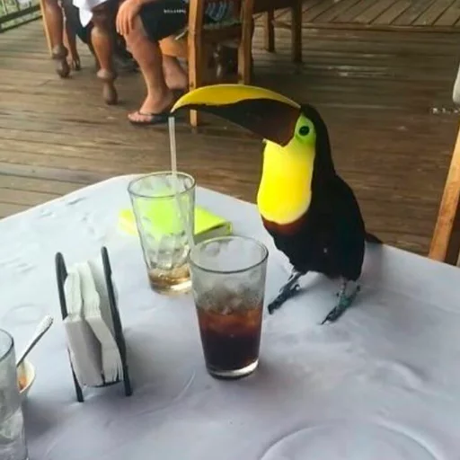 toucan toucan table animal