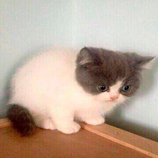 animal animal mammal cat