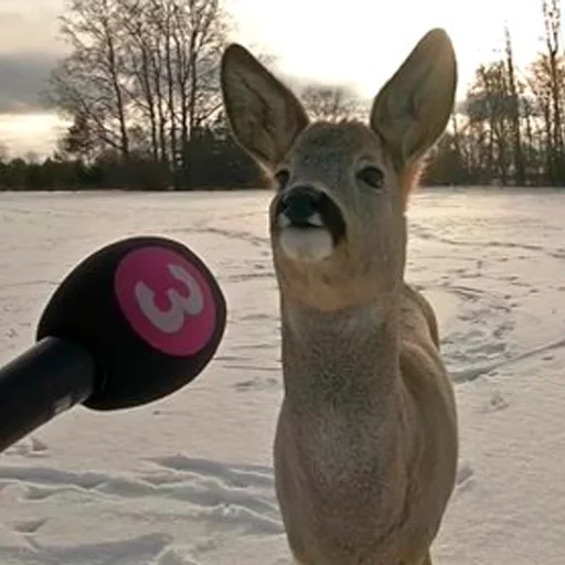 mammal mammal outdoor animal