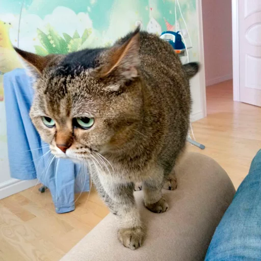 cat cat animal indoor