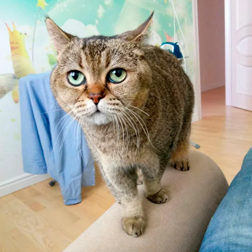 cat cat animal small to medium-sized cats