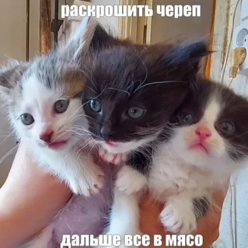 котики @bombthegovernment котики @bombthegovernment -