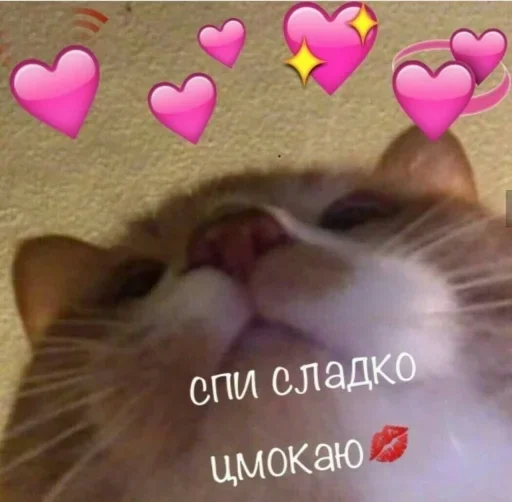 СМС СМС млекопитающее домашняя кошка