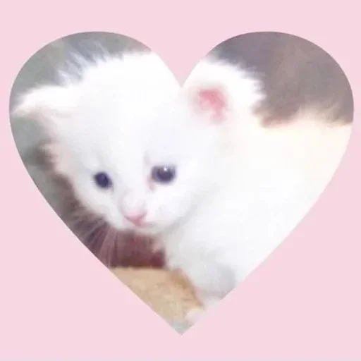 @im13yo cats @im13yo cats - животное