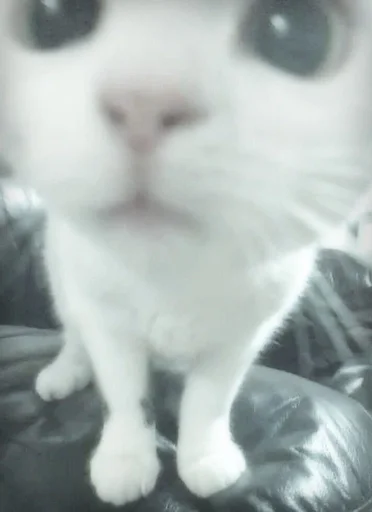 Ты мой котик!!!<3 :: @fStikBot Ты мой котик!!!<3 :: @fStikBot -