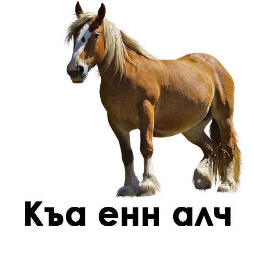 ингушмания ингушмания -