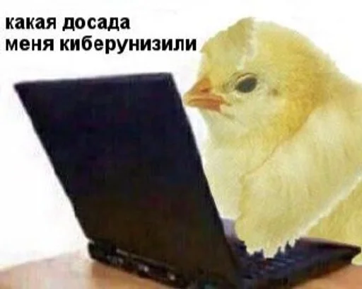 птица птица животное клюв