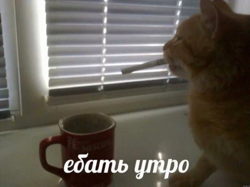 cat cat animal indoor