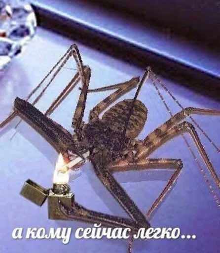 animal animal text invertebrate
