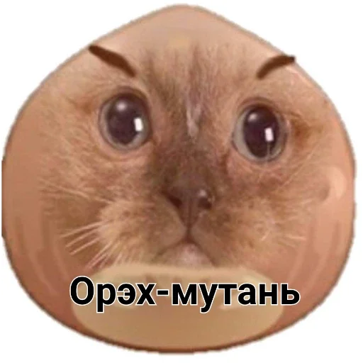 локальные мемы локальные мемы -