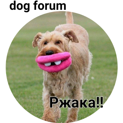 dog breed pet animal