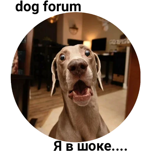 dog breed animal dog