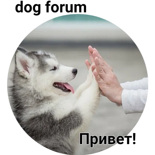 pet person husky