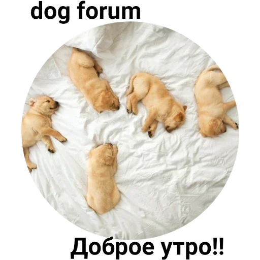 pet animal puppy