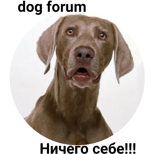 dog breed animal dog