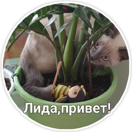 mammal animal cat