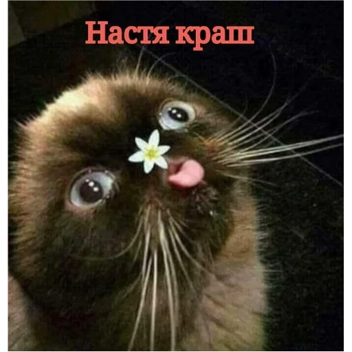 ПЕРВЫЙ ПАКЕТ ПЕРВЫЙ ПАКЕТ -