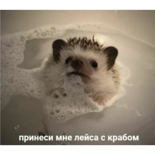 animal animal mammal mouse