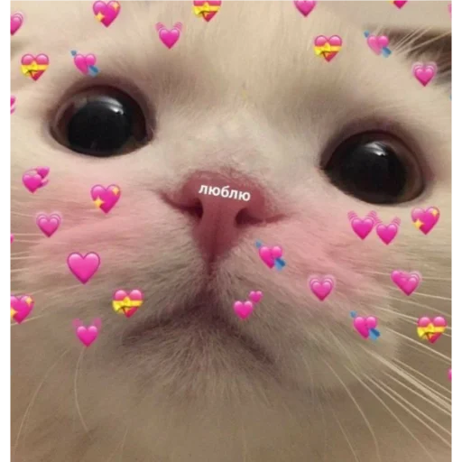 small to medium-sized cats small to medium-sized cats mammal domestic cat