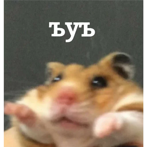 хомяки хомяки -