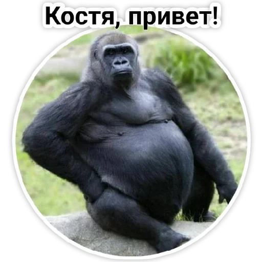 mammal mammal animal primate