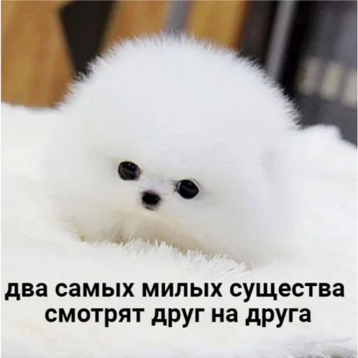 animal animal mammal dog