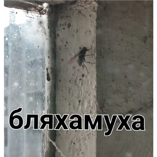 хуй хуй -