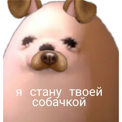 dog dog