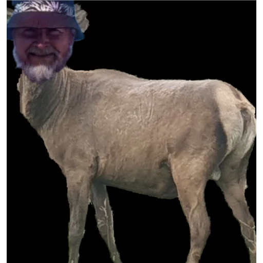 sheep sheep human face livestock