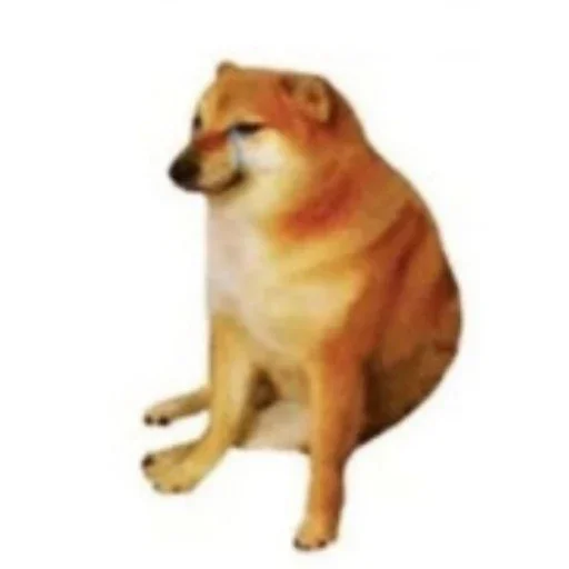 mammal mammal animal dog