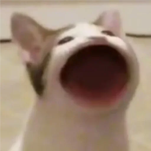 animal animal pet snout