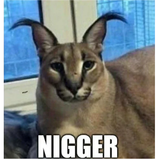 NIGGER NIGGER - cat