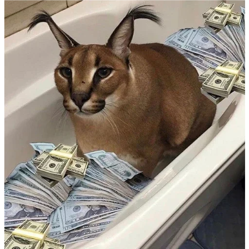 кошка кошка животное млекопитающее