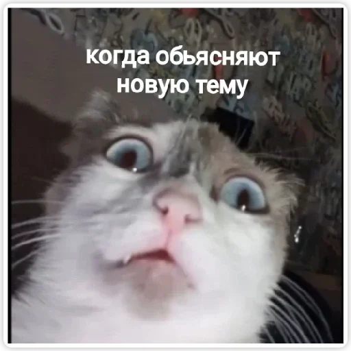 шо шо -
