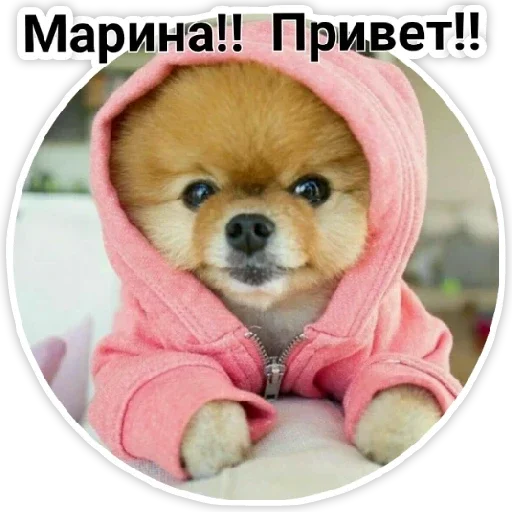 dog dog mammal pet