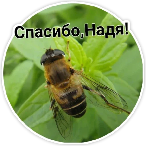 animal animal invertebrate insect