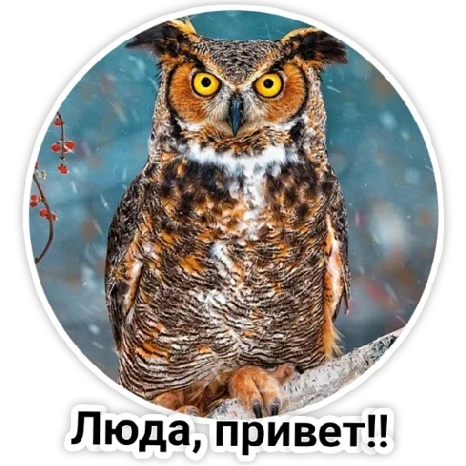 owl owl animal bird