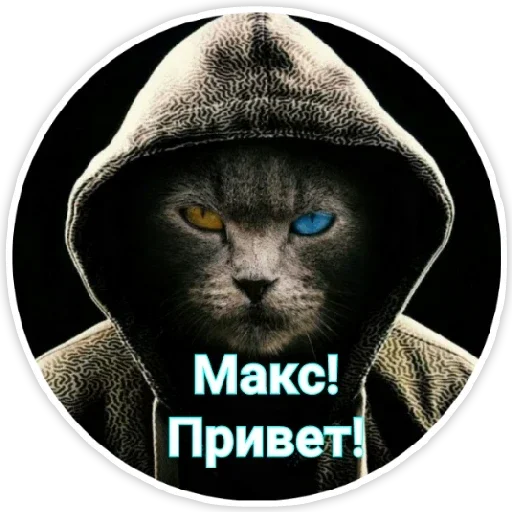 small to medium-sized cats small to medium-sized cats felidae whiskers