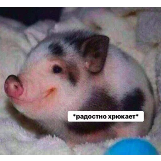 Создай свои стикеры - @sozdsti_bot Создай свои стикеры - @sozdsti_bot -