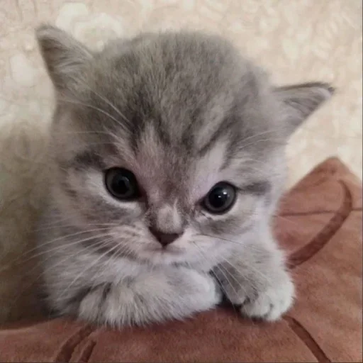 @ivoxygenivoxygenivoxygen :: @fStikBot @ivoxygenivoxygenivoxygen :: @fStikBot - животное