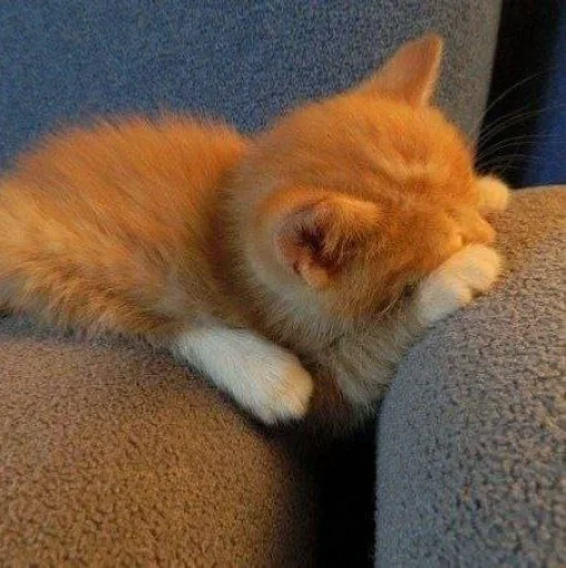 animal animal mammal cat