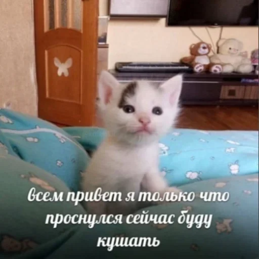 small to medium-sized cats small to medium-sized cats cat animal