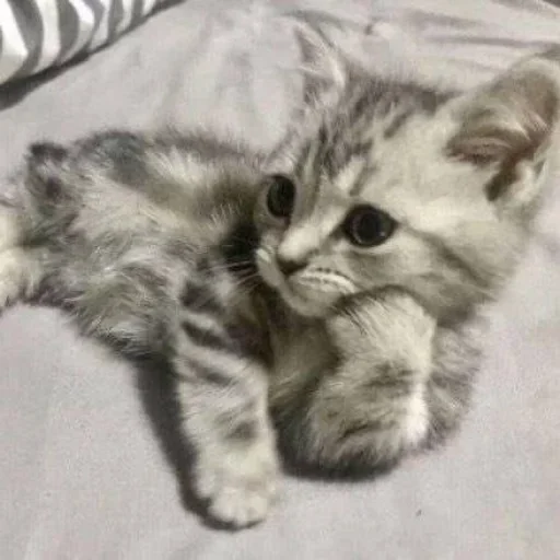 mammal mammal animal cat